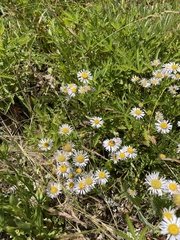 Erigeron decumbens