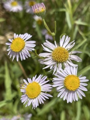 Erigeron decumbens