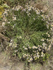 Erigeron decumbens