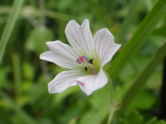 Geranium wakkerstroomianum