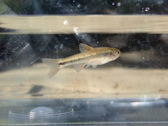 Notropis chiliticus
