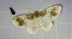 Hydrelia condensata