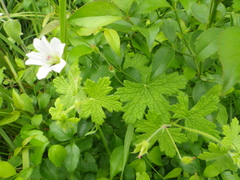 Geranium wakkerstroomianum