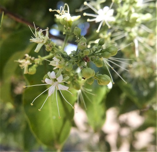 Hirtella zanzibarica image