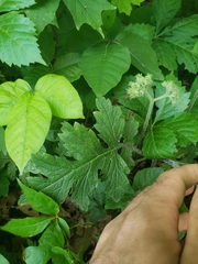 Hydrophyllum macrophyllum