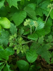 Hydrophyllum macrophyllum