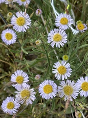 Erigeron decumbens