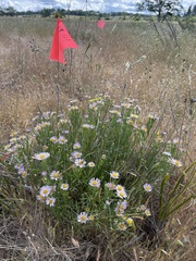 Erigeron decumbens