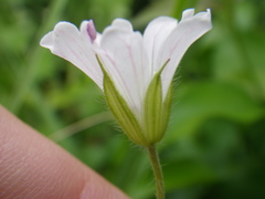 Geranium wakkerstroomianum
