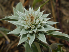 Eryngium armatum