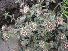 Crassula setulosa setulosa