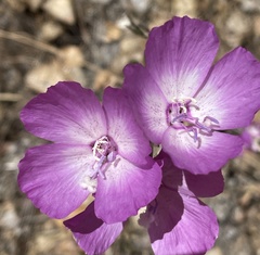 Clarkia lewisii