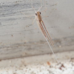 Callibaetis floridanus