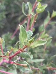 Trianthema portulacastrum