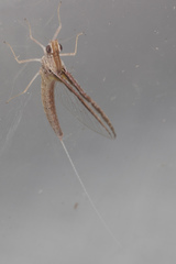 Callibaetis floridanus
