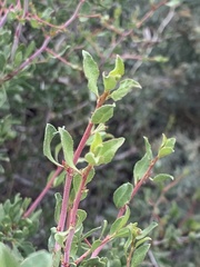 Trianthema portulacastrum