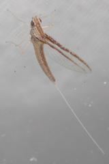Callibaetis floridanus