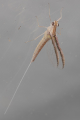 Callibaetis floridanus