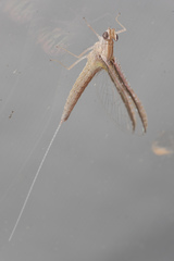 Callibaetis floridanus