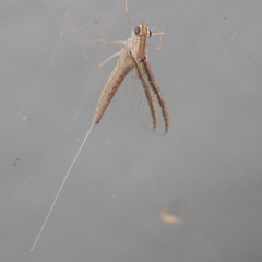 Callibaetis floridanus