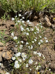 Plagiobothrys figuratus