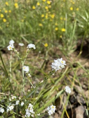 Plagiobothrys figuratus