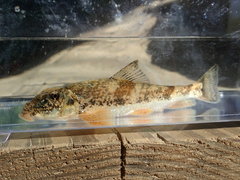 Hypentelium roanokense