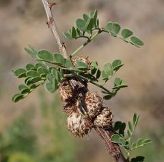 Tanaostigmodes howardii