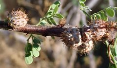 Tanaostigmodes howardii