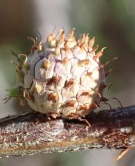 Tanaostigmodes howardii