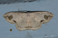 Scopula butleri