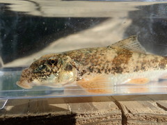 Hypentelium roanokense