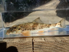 Hypentelium roanokense