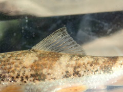 Hypentelium roanokense