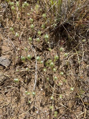 Navarretia intertexta