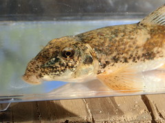 Hypentelium roanokense