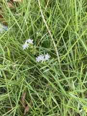Stenaria nigricans