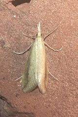 Donacaula longirostrallus