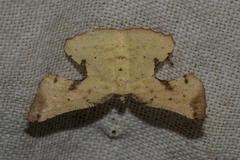 Corymica