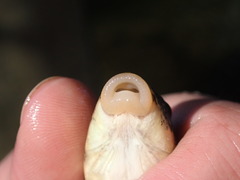 Hypentelium roanokense