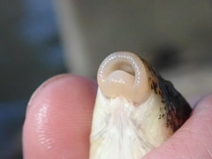 Hypentelium roanokense