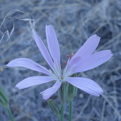 Lygodesmia grandiflora