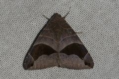 Bastilla