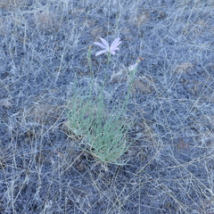 Lygodesmia grandiflora