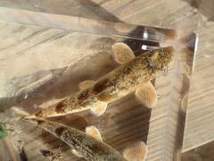 Hypentelium roanokense