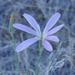 Lygodesmia grandiflora