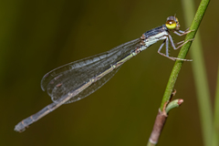 Agriocnemis rubricauda