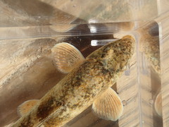 Hypentelium roanokense