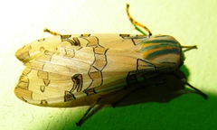Image of Halysidota orientalis