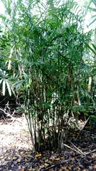 Chamaedorea seifrizii